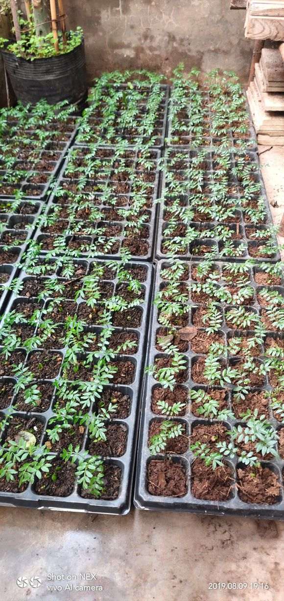 清香木下山桩种子最后一次摘叶了 图片