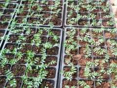 清香木下山桩种子最后一次摘叶了 图片