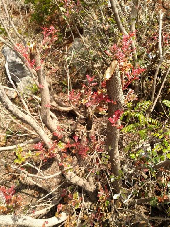 为什么清香木下山桩都是红芽 图片