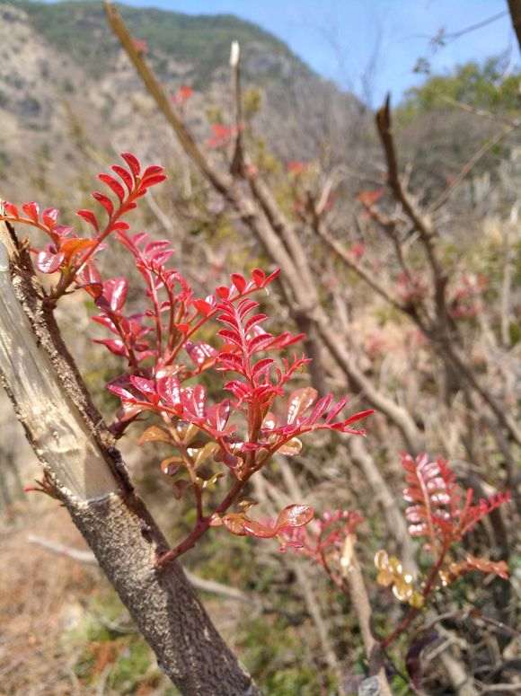 为什么清香木下山桩都是红芽 图片