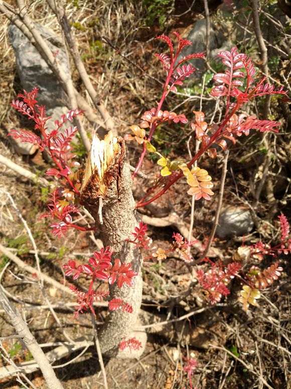 为什么清香木下山桩都是红芽 图片