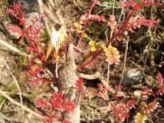 为什么清香木下山桩都是红芽 图片