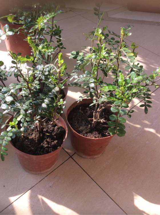 清香木下山桩50元 是不是被骗了 图片