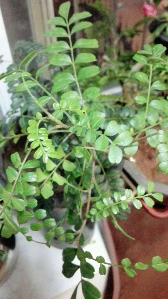 清香木下山桩50元 是不是被骗了 图片