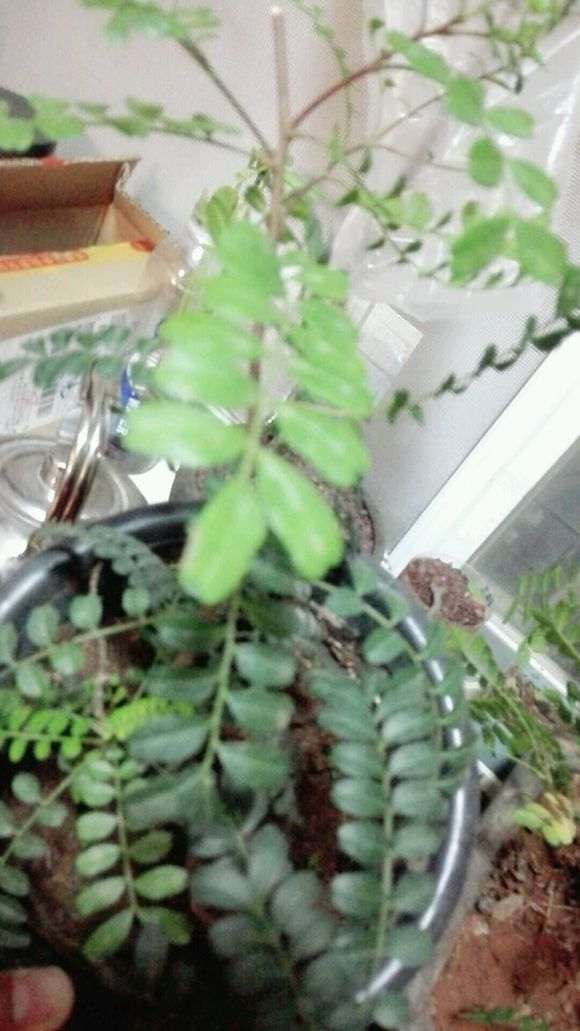 清香木下山桩50元 是不是被骗了 图片