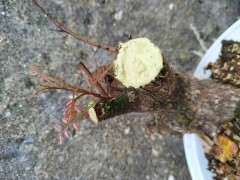 为什么广西清香木下山桩也是红芽 图片