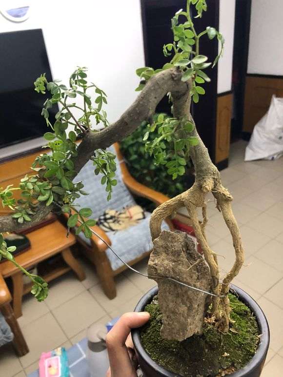 清香木下山桩怎么慢慢枯萎了 图片