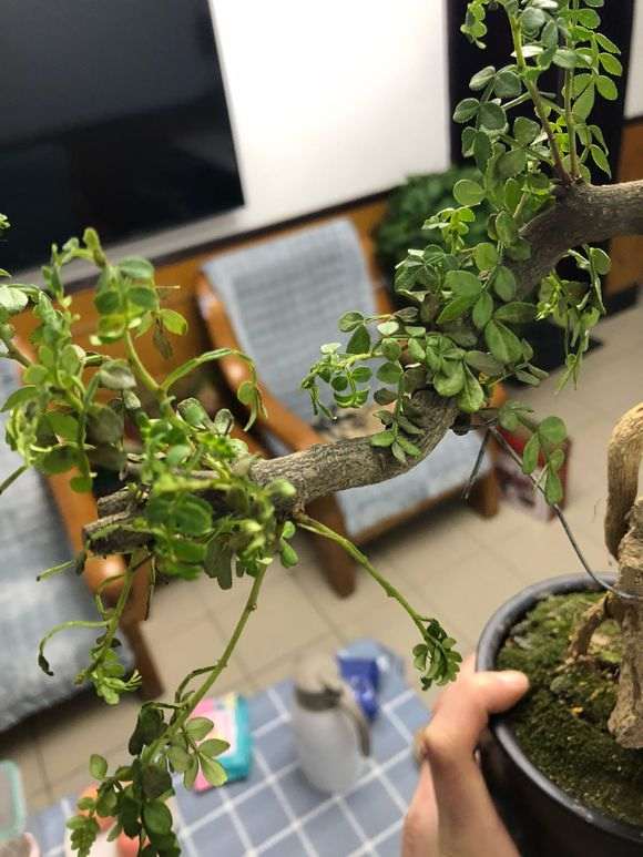 清香木下山桩怎么慢慢枯萎了 图片