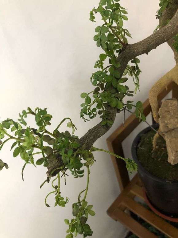 清香木下山桩怎么慢慢枯萎了 图片