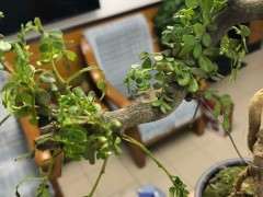 清香木下山桩怎么慢慢枯萎了 图片