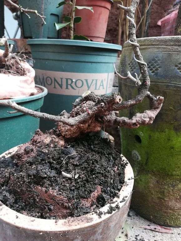 清香木下山桩怎么挖取种植的方法 图片