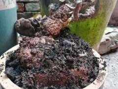 清香木下山桩怎么挖取种植的方法 图片