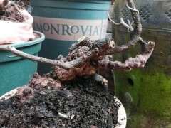 为什么7月挖清香木下山桩成活率最高