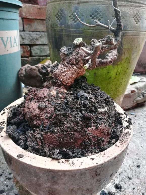 6月份挖的清香木下山桩 定期浇水 活了