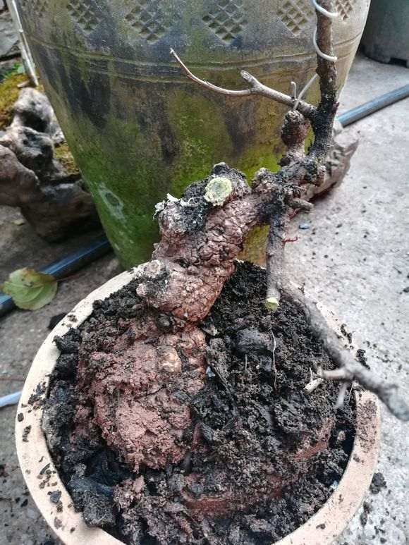 6月份挖的清香木下山桩 定期浇水 活了