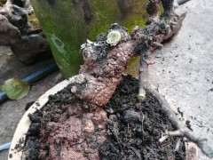 6月份挖的清香木下山桩 定期浇水 活了