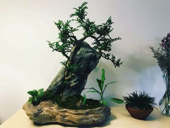 昨天买了一盆清香木下山桩 怎么样 图片