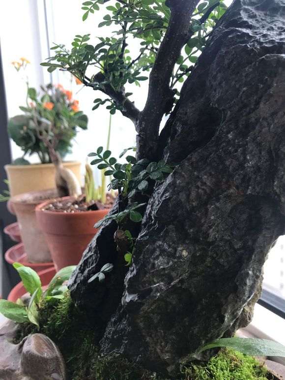 昨天买了一盆清香木下山桩 怎么样 图片