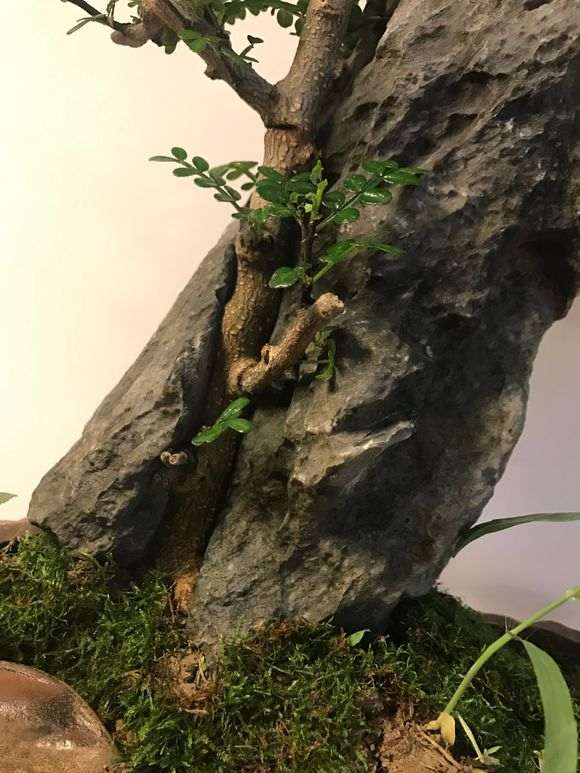 昨天买了一盆清香木下山桩 怎么样 图片