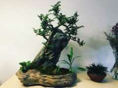 昨天买了一盆清香木下山桩 可以吗 图片