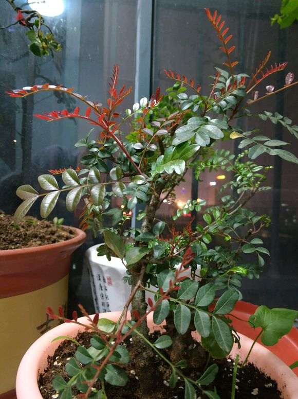 清香木下山桩发红芽了 怎么样 图片