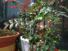 清香木下山桩发红芽了 可以吗 图片