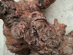 种死的清香木下山桩怎么处理 图片