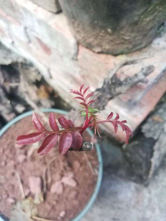 黄连木与清香木下山桩芽叶有什么区别 图片