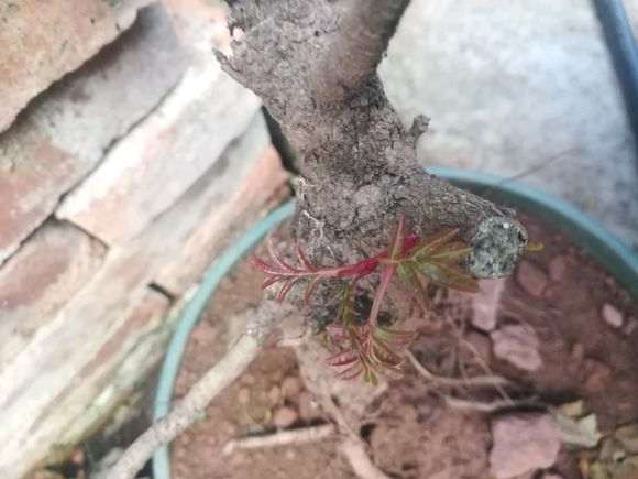 黄连木与清香木下山桩芽叶有什么区别 图片