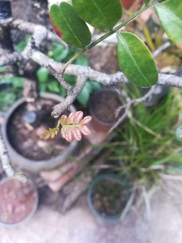 黄连木与清香木下山桩芽叶有什么区别 图片