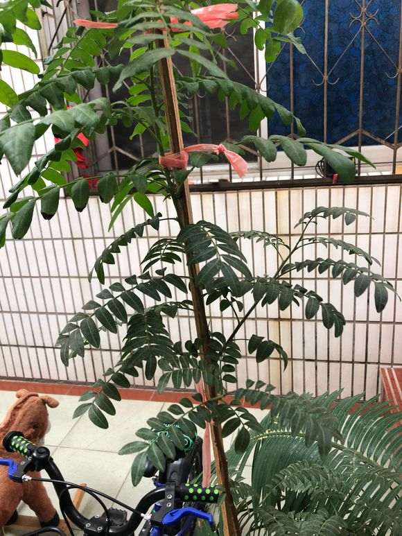 为什么清香木下山桩叶子这么的大 图片