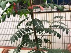 为什么清香木下山桩叶子这么的大 图片