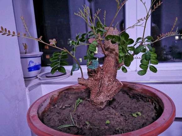 清香木下山桩在北方这么好养吗 图片