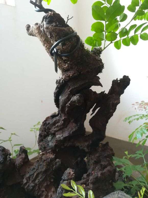 清香木下山桩 二次来芽了 怎么样 图片