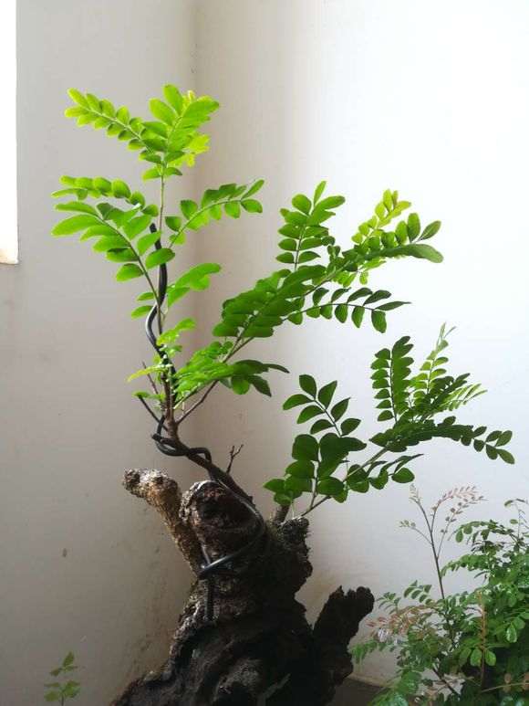 清香木下山桩 二次来芽了 怎么样 图片