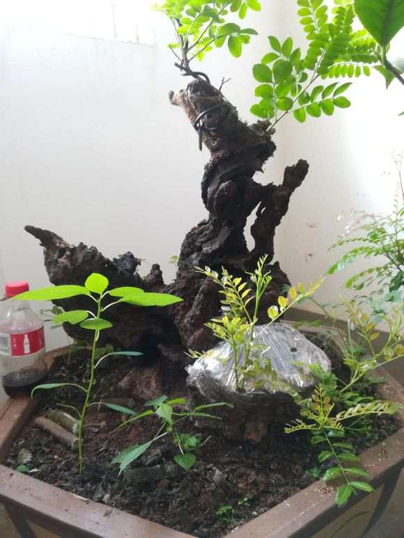 清香木下山桩 二次来芽了 怎么样 图片