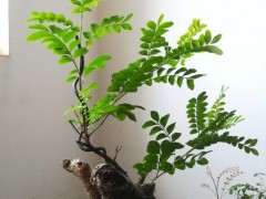 清香木下山桩 二次来芽了 可以吗 图片