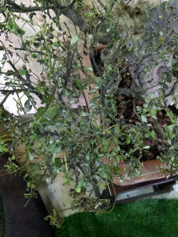 清香木下山桩全蔫了 快死掉了 图片