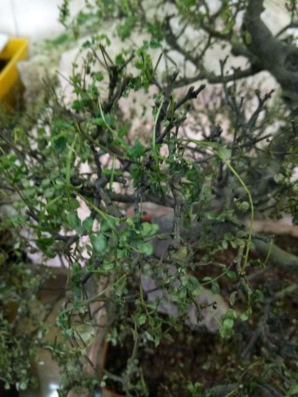 清香木下山桩全蔫了 快死掉了 图片