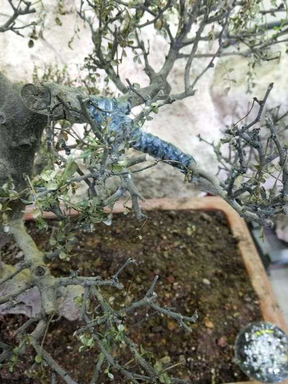 清香木下山桩全蔫了 快死掉了 图片