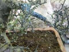 清香木下山桩全蔫了 快死掉了 图片