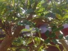 清香木下山桩上有白点 怎么办 图片