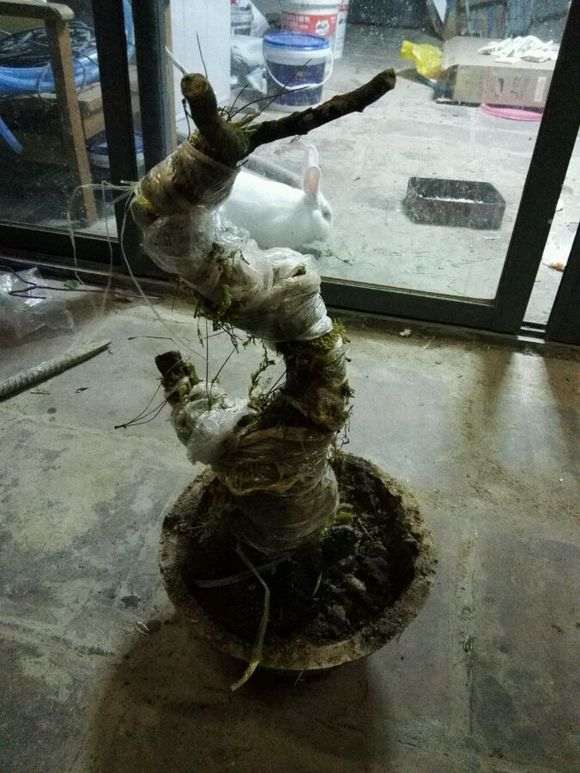 香木下山桩怎么套袋发芽的方法 图片