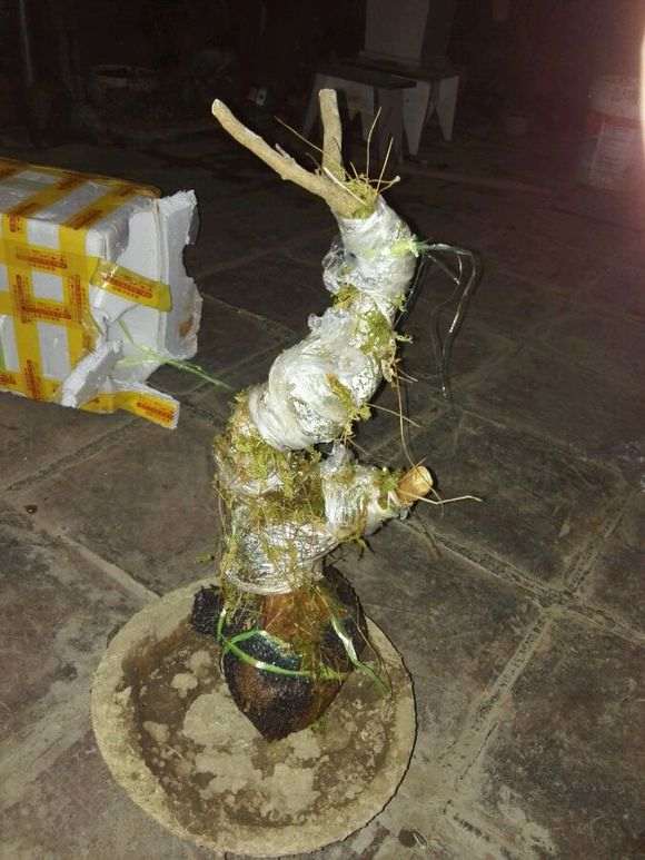 香木下山桩怎么套袋发芽的方法 图片