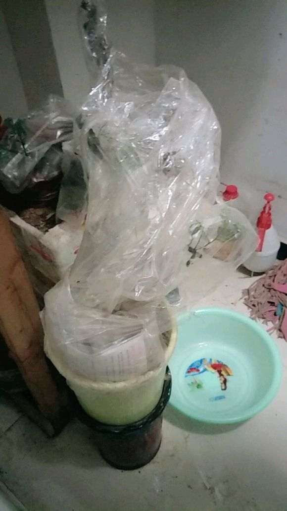 香木下山桩怎么套袋发芽的方法 图片