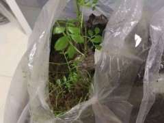 清香木下山桩生桩没有红芽 你不缠膜吗