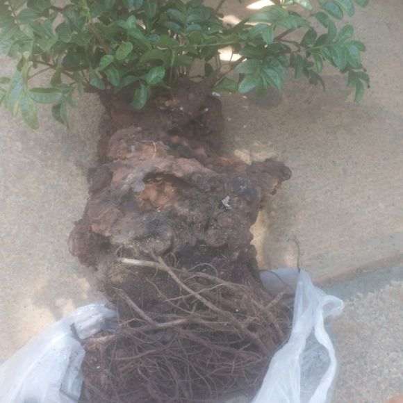 种了3年多的清香木下山桩风化 怎么办