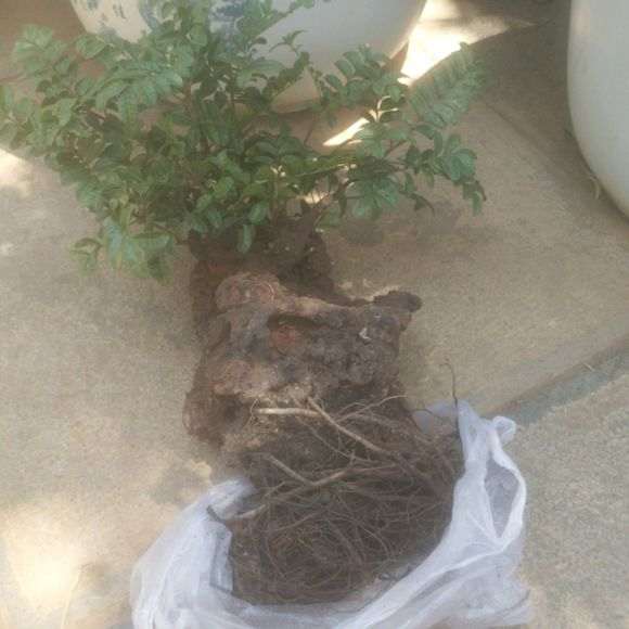 种了3年多的清香木下山桩风化 怎么办