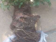 种了3年多的清香木下山桩风化 怎么办