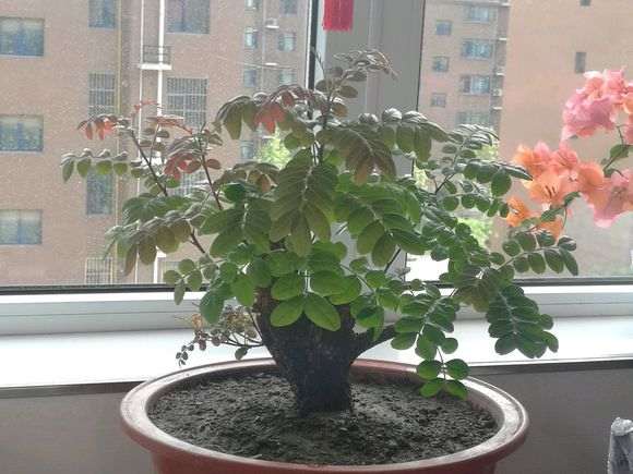 这是清香木下山桩 还是龙眼树 图片